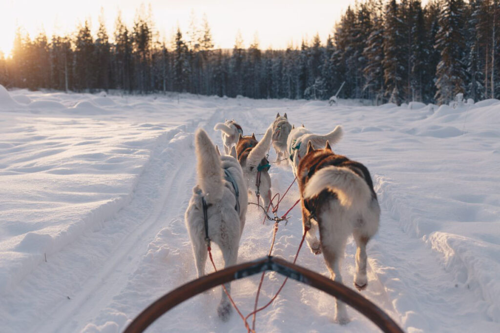 Husky dogs pulling a sled in Umeå