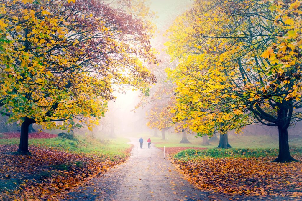 Phoenix Park in autumn with a two people in a blue and red jacket walking down a path in the distance