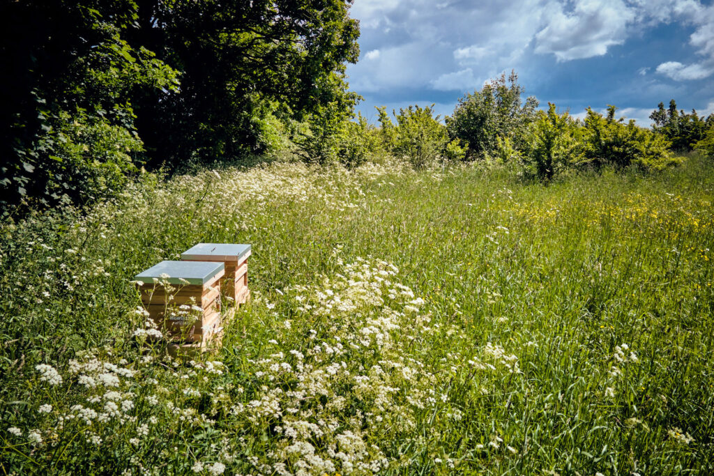 Two bee hives in a field