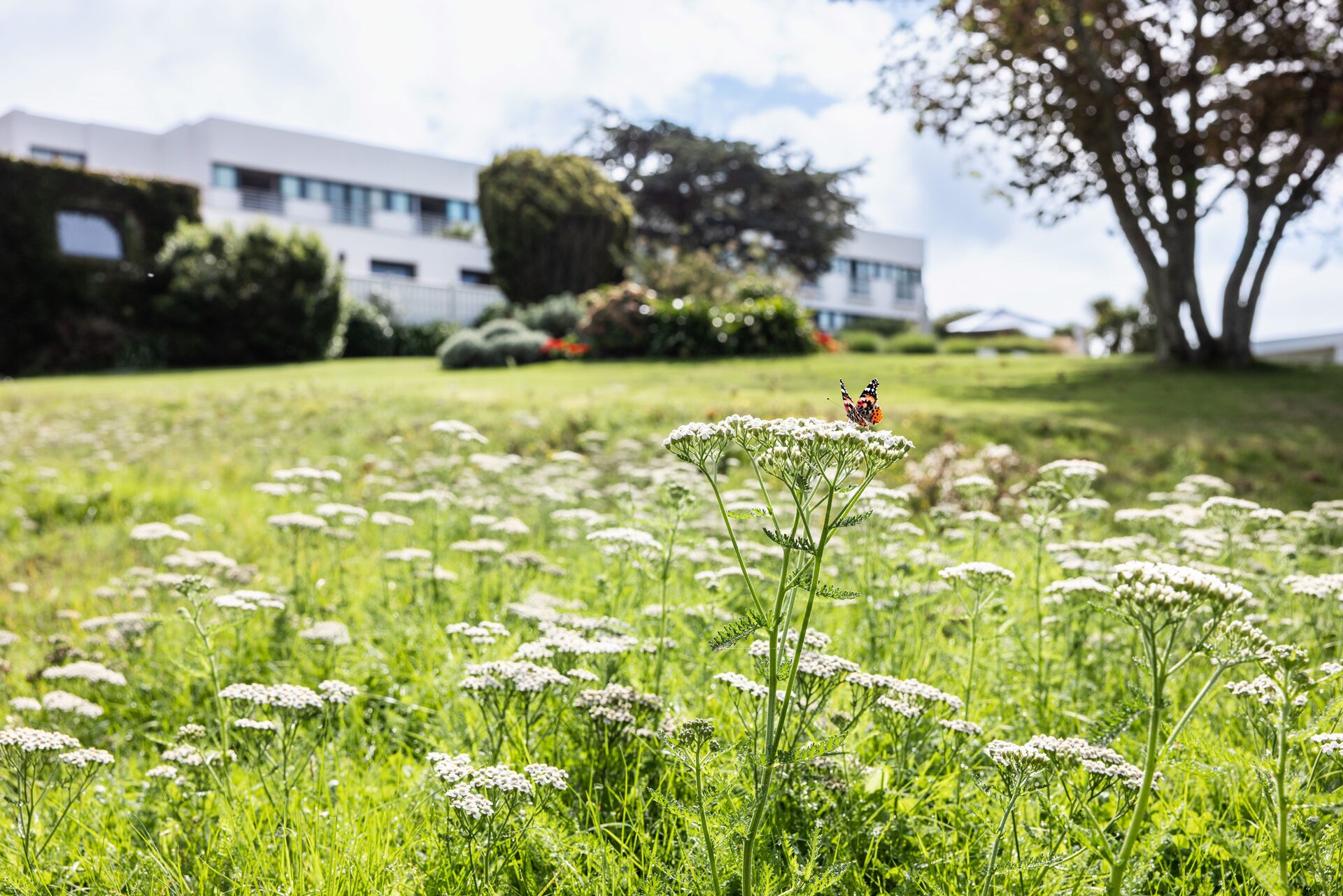 The Atlantic Hotel in the background with a butterfly in the grass in the foreground.