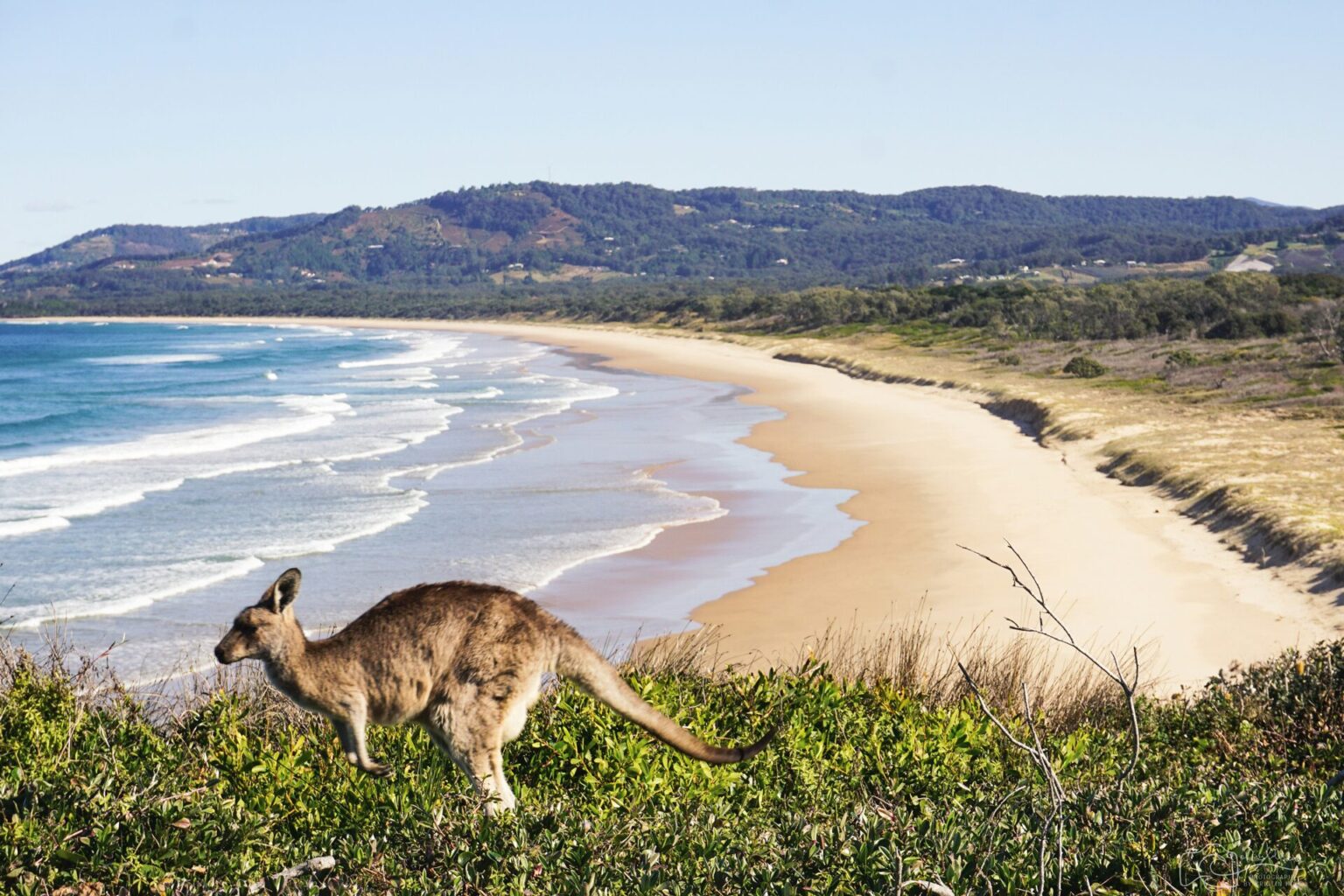 Kangaroo on grass with the beach on the horizon
