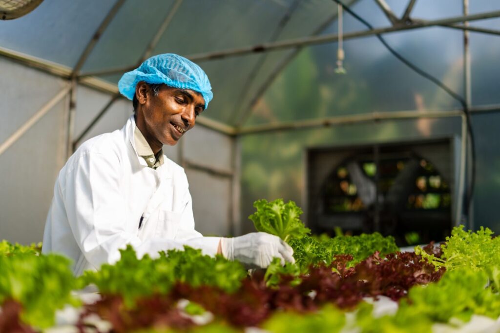 Man in greenhouse used to grow perishable greens