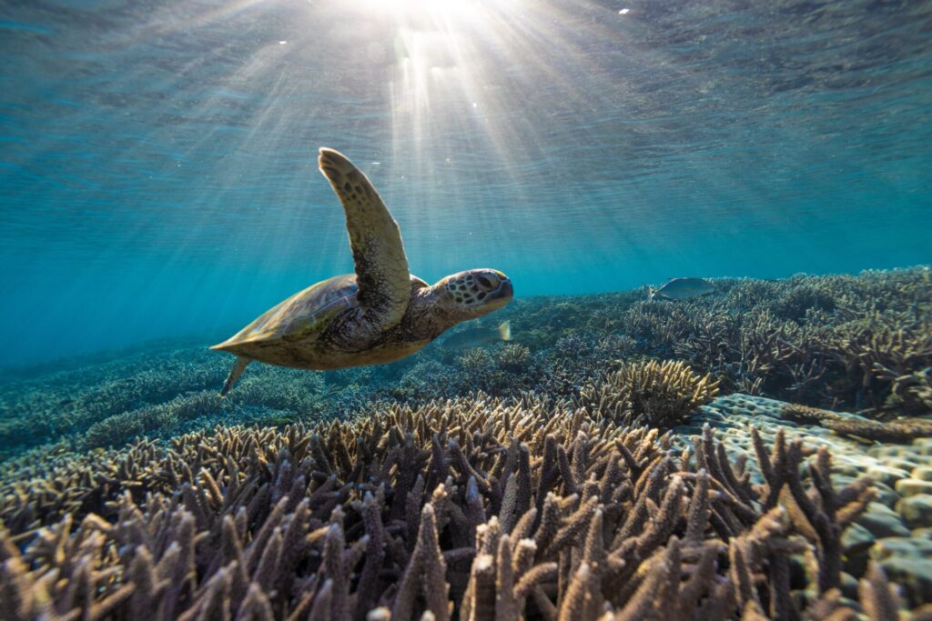 Turtle swimming above coral in the Great Barrier Reef with sun shining through the water