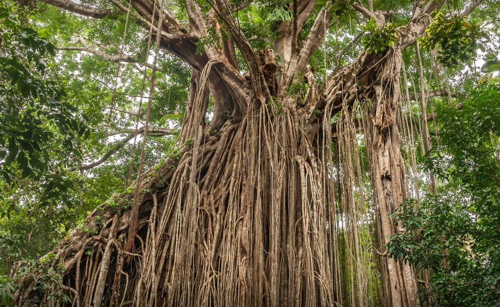 Photo of a large tree with roots hanging down towards the ground.