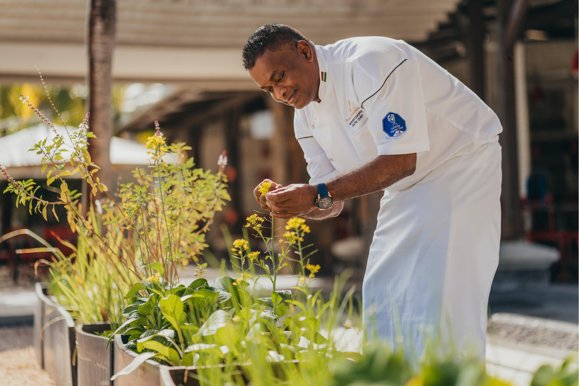 Chef picking produce from a garden at Beachcomber Resorts & Hotels